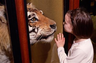 Young girl looking at a stuffed tiger in Tring Zoological Museum