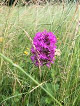 Pyramid Orchid in wildflower meadow, Woodhall Lane