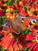 Peacock butterfly, The Walled Garden, Gadebridge Park in Hemel Hempstead