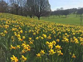 Gadebridge Park daffodils